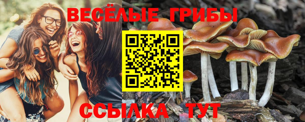 Псилоцибиновые грибы прущие грибы Свободный